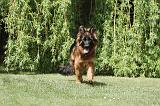 BERGER ALLEMAND 084
